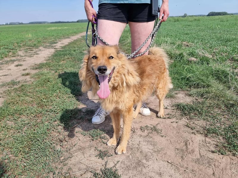 Merlin, geboren 01.03.2021, 58cm sucht sein Körbchen
