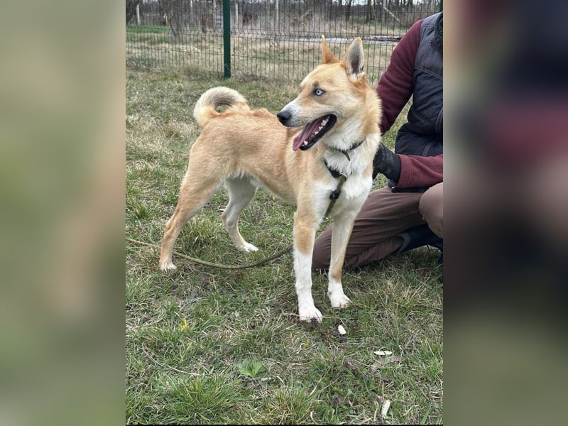 Nico, geb. 05.2023, 54cm sucht aktives zu Hause