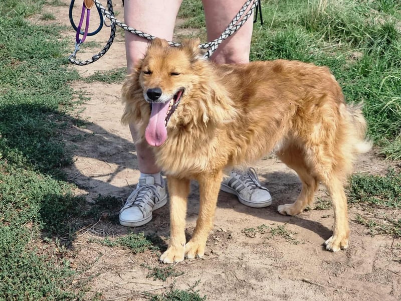 Merlin, geboren 01.03.2021, 58cm sucht sein Körbchen