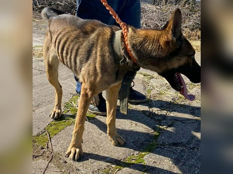 Zoya, geb. 10.2023, 63cm sucht ihre Menschen