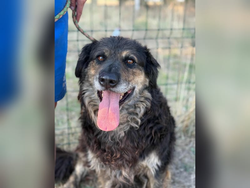 Teddy, 01.2021 geboren, 56cm sucht sein für immer Zuhause