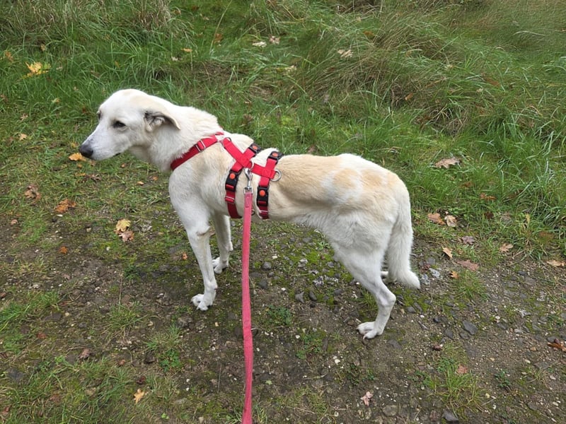 Simon sucht Dich geb.03./21