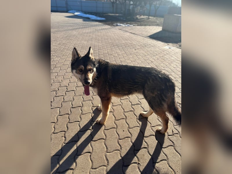 Catrina, geboren 06.01.2022, 60cm sucht neues Zuhause