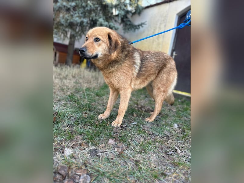 Debi, geboren 01.06.2024, 56cm sucht ihr Zuhause