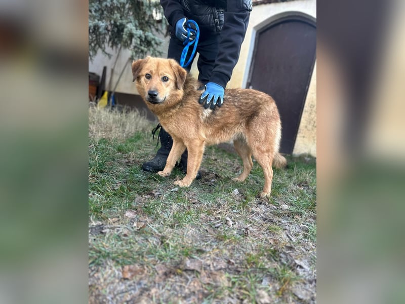 Debi, geboren 01.06.2024, 56cm sucht ihr Zuhause