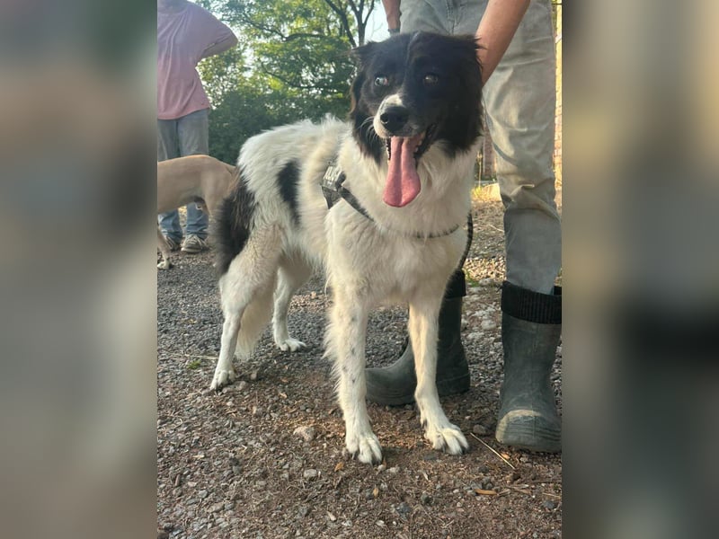 Monn, geboren 2021, 60cm sucht ihr Körbchen