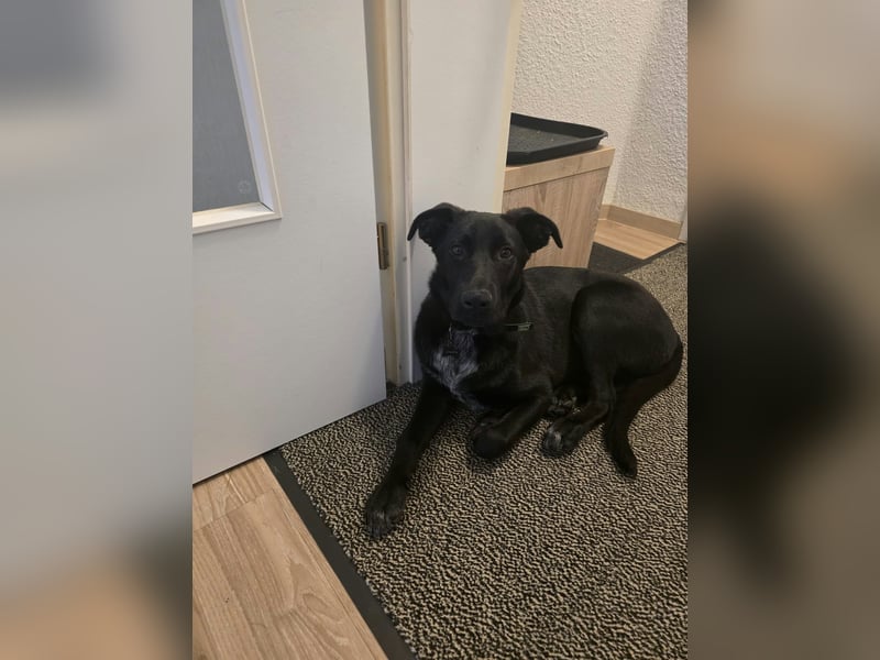 Diablo, geboren 25.05.2026, 55cm sucht neues Zuhause