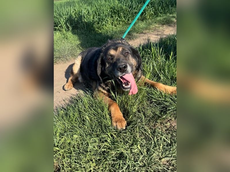 Milka, geb. 01.08.2017, 58 cm, sucht ein liebevolles Zuhause