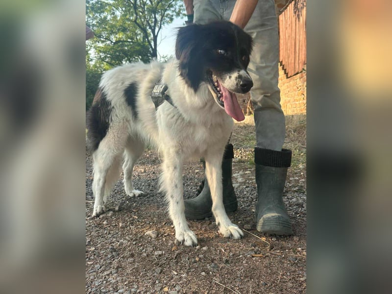 Monn, geboren 2021, 60cm sucht ihr Körbchen