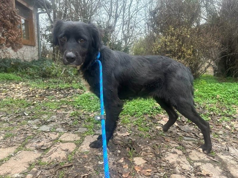 Zsazsa, geb. 02.01.2025, 52 cm, sucht ihr Für-Immer-Zuhause