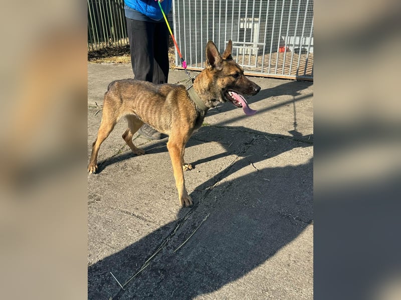 Zoya, geb. 10.2023, 63cm sucht ihre Menschen
