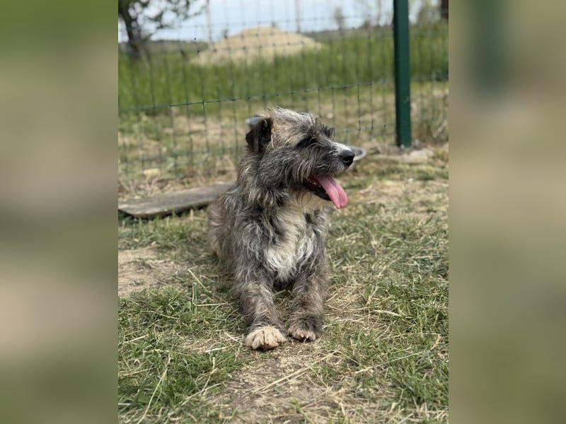 Freddy, geb. 09.2024, 54cm sucht sein seine Menschen