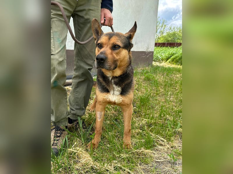 Mancs, geboren 22.04.2022, 56cm sucht seine Menschen