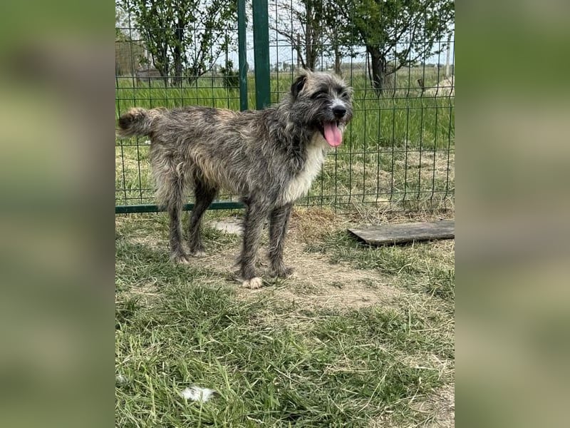Freddy, geb. 09/24, 54 cm, wartet auf seine Menschen