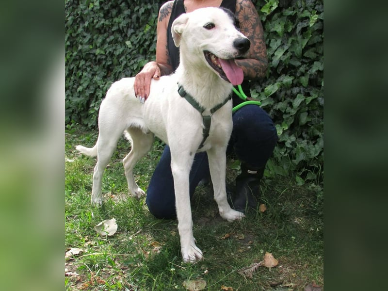 Timur, geboren 01.11.2023, 55cm sucht seine Menschen