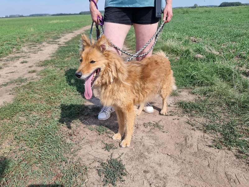 Merlin, geboren 01.03.2021, 58cm sucht sein Körbchen