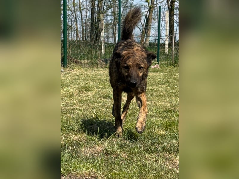 Samy, geb. 08.2022, 56cm, sucht liebevolle Menschen