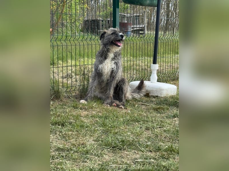 Freddy, geb. 09.2024, 54cm sucht sein seine Menschen