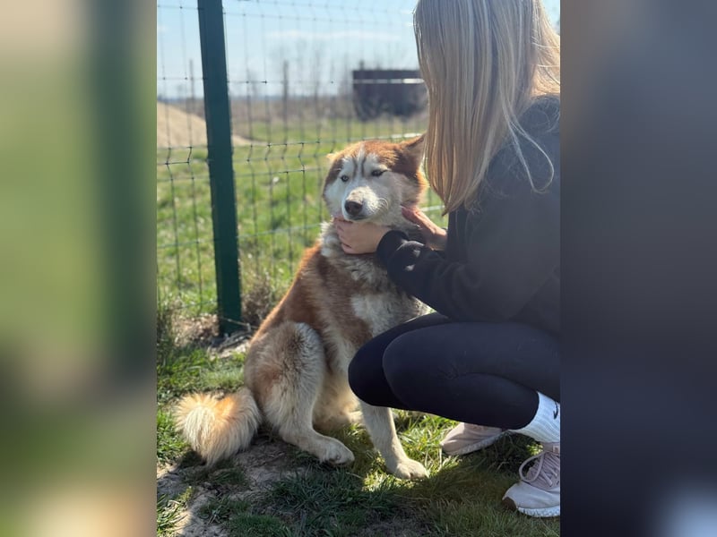 Heliosz, geb. 10.2024, 59cm, sucht ein aktives zu Hause