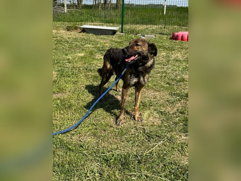 Samy , geb. 05.08.2022, 56 cm möchte noch viel mit seinen Menschen erleben