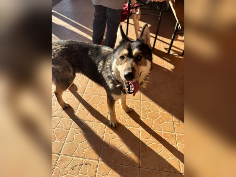Catrina, geb. 01.2022, 60cm, sucht ihre Begleitung für lange Spaziergänge
