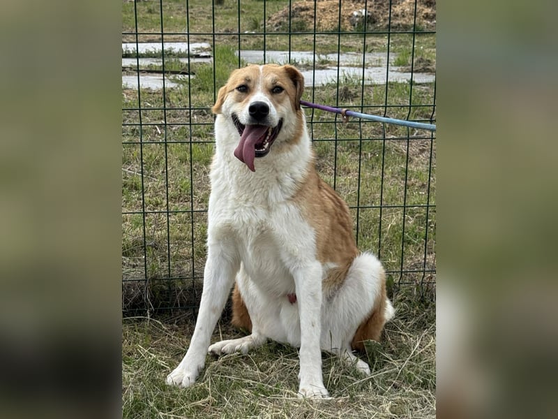 Marley, geboren 01.12.2023, 58cm sucht Menschenherzen