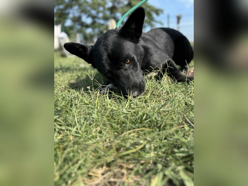 Osiris, geboren 04.02.2023, 57cm sucht sein Für-immer-Zuhause