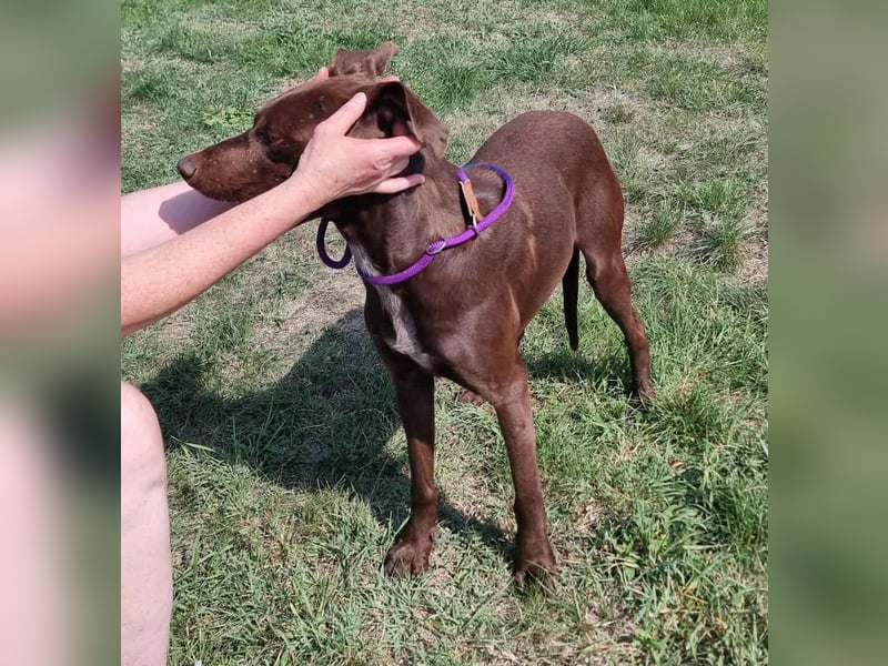 Csoki, geboren 01.08.2022, 61cm sucht Menschen mit Herz