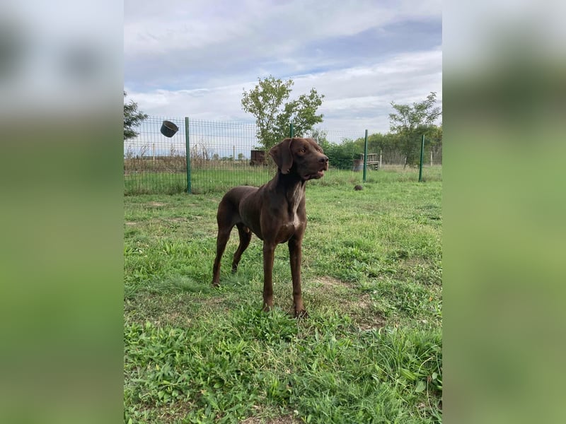 Csoki, geboren 01.08.2022, 61cm sucht Menschen mit Herz