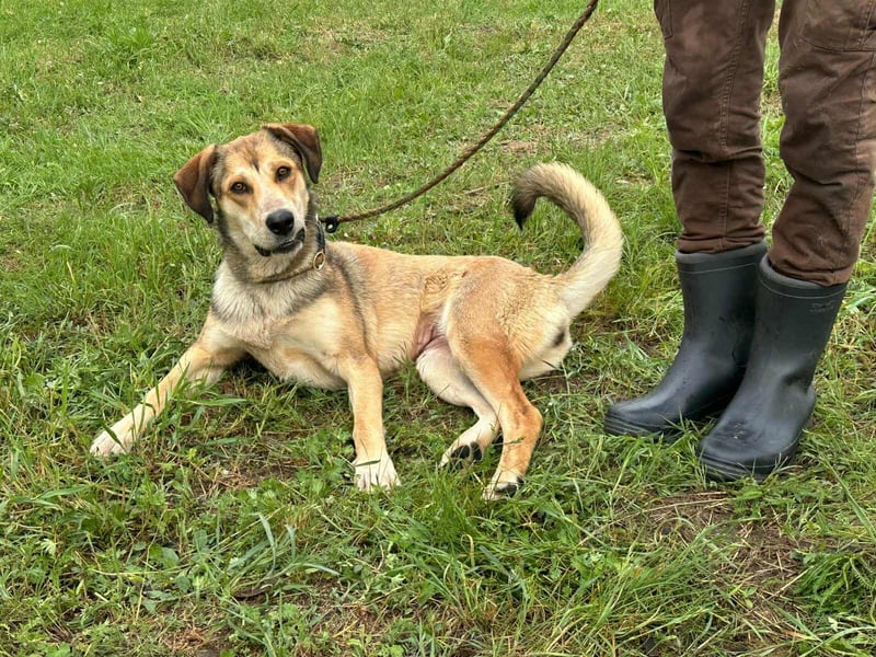 Fehej, geb. 03.2023, 53cm, voller Lebensfreude, sucht ihr für immer Körbchen