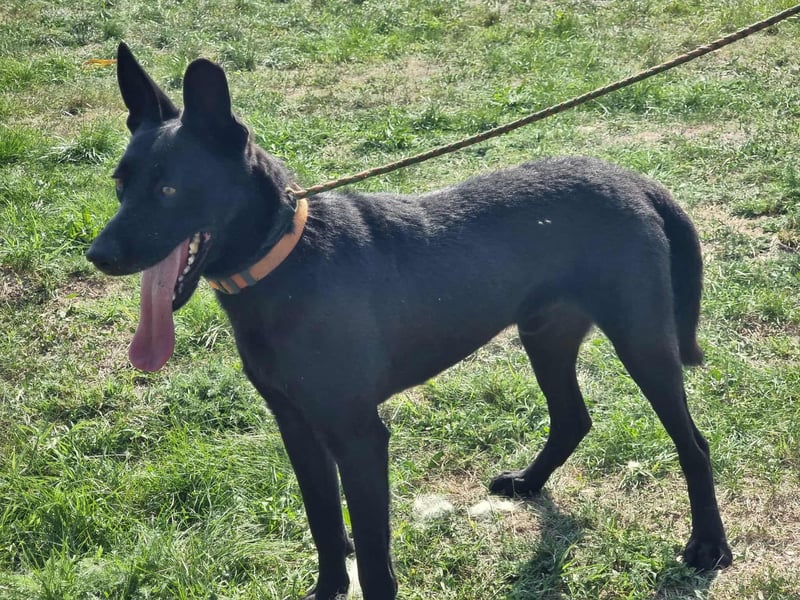 Atlas, geboren 24.05.2022, 60cm sucht sein Glück