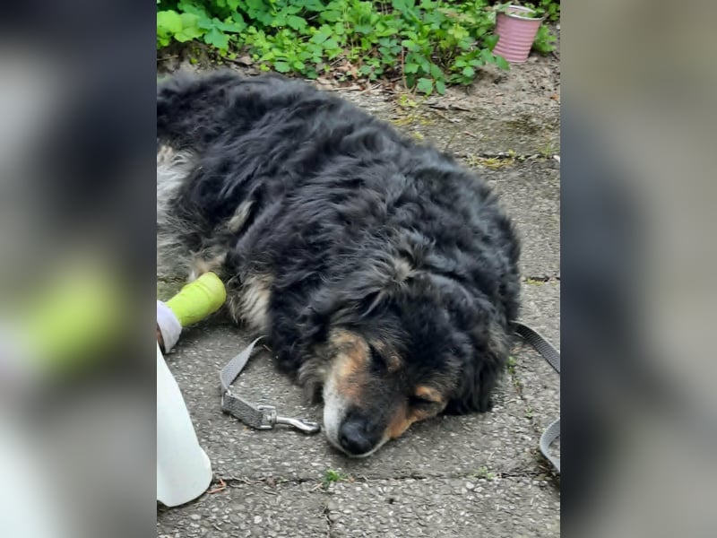 Teddy, 01.2021 geboren, 56cm sucht sein für immer Zuhause