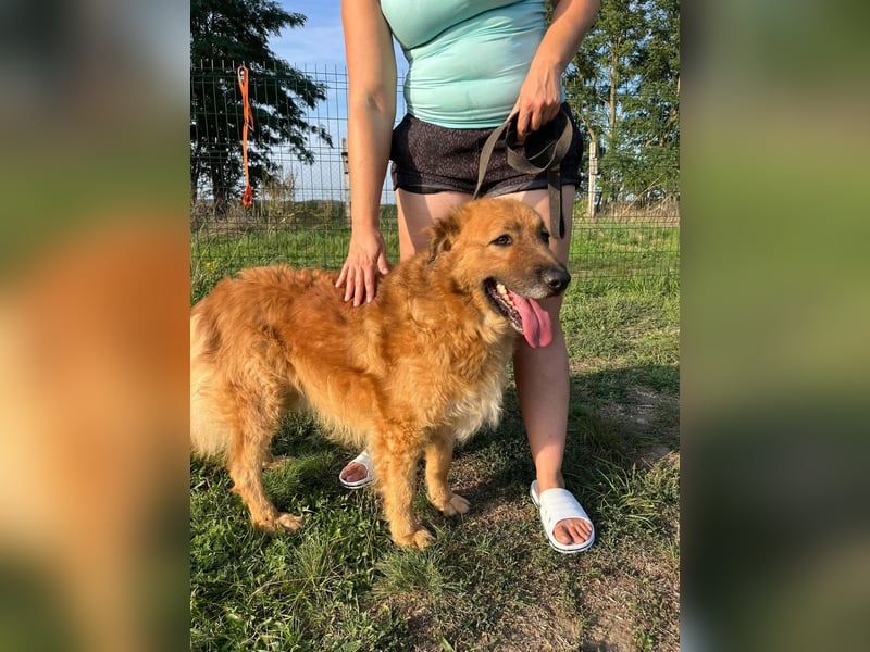 Zsömle, geboren 25.03.2021, 56cm sucht seine Menschen