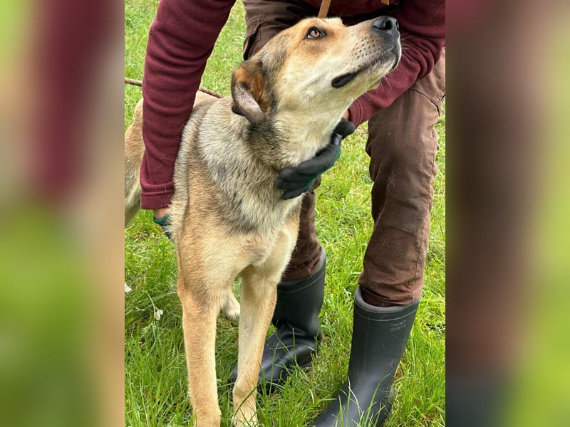 Fehej, geb. 03.2023, 53cm, voller Lebensfreude, sucht ihr für immer Körbchen