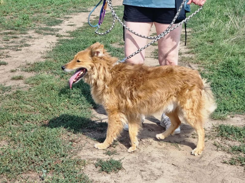 Merlin, geboren 01.03.2021, 58cm sucht sein Körbchen