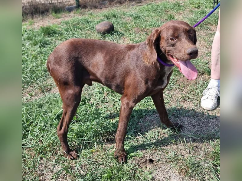 Csoki, geboren 01.08.2022, 61cm sucht Menschen mit Herz