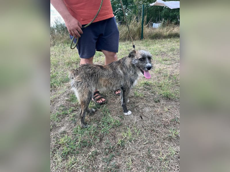 Freddy, geboren 01.09.2024, 54cm sucht sein seine Menschen