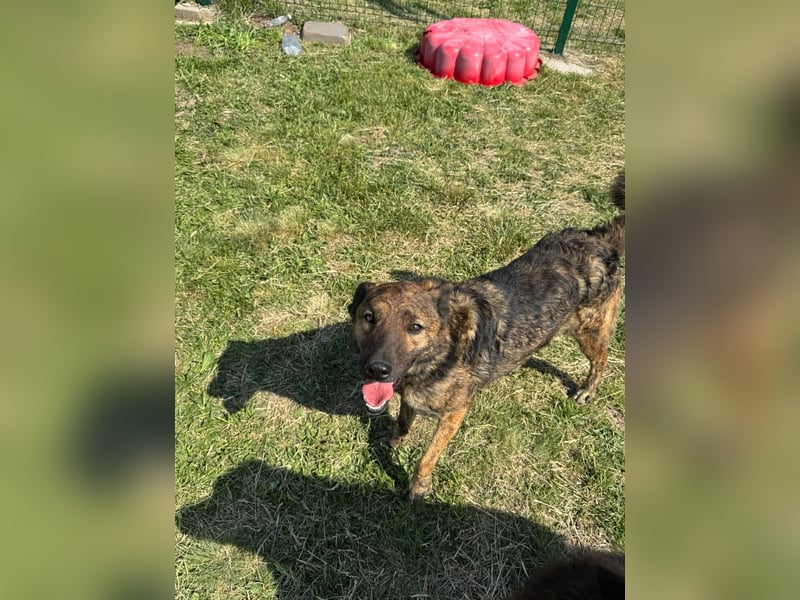 Samy, geb. 08.2022, 56cm, sucht liebevolle Menschen