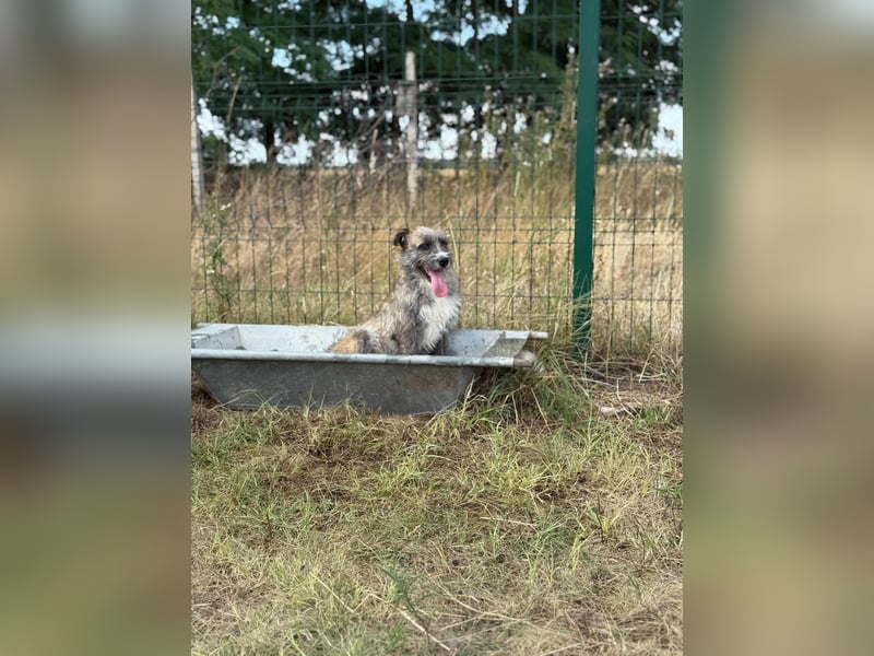 Freddy, geboren 01.09.2024, 54cm sucht sein seine Menschen