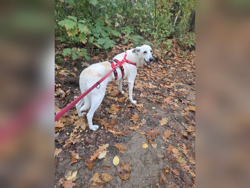 Simon sucht Dich geb.03./21