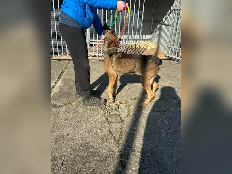 Zoya, geb. 10.2023, 63cm sucht ihre Menschen