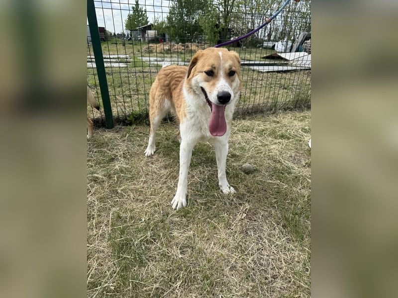 Marley, geboren 01.12.2023, 58cm sucht Menschenherzen
