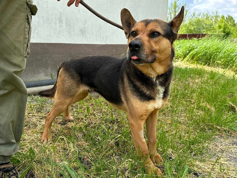 Mancs, geboren 22.04.2022, 56cm sucht seine Menschen