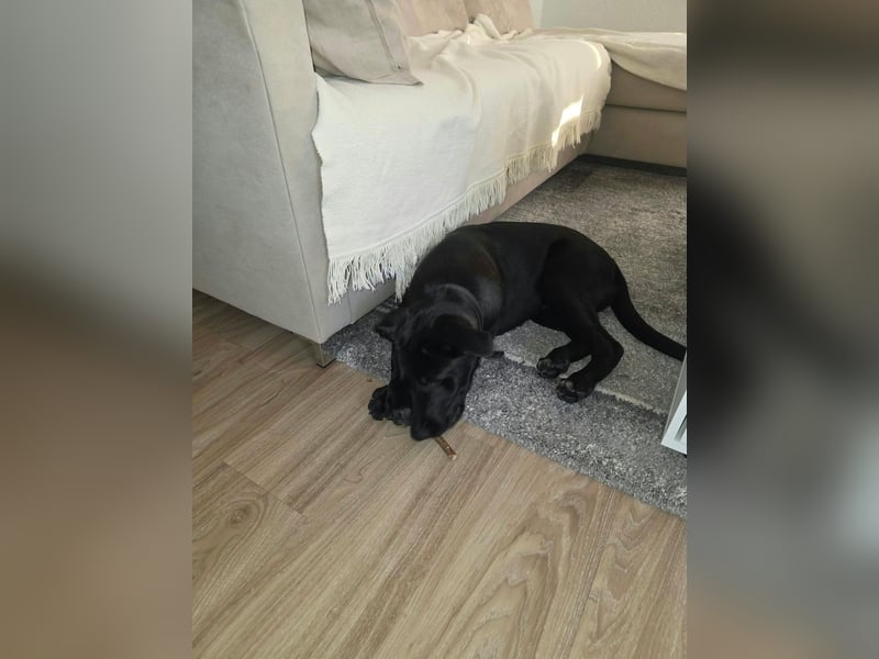 Diablo, geboren 25.05.2026, 55cm sucht neues Zuhause