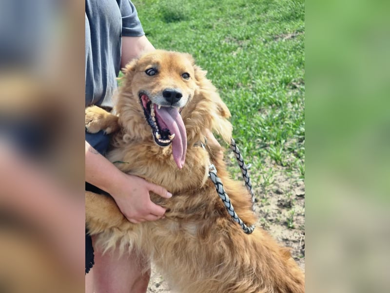 Merlin, geboren 01.03.2021, 58cm sucht sein Körbchen