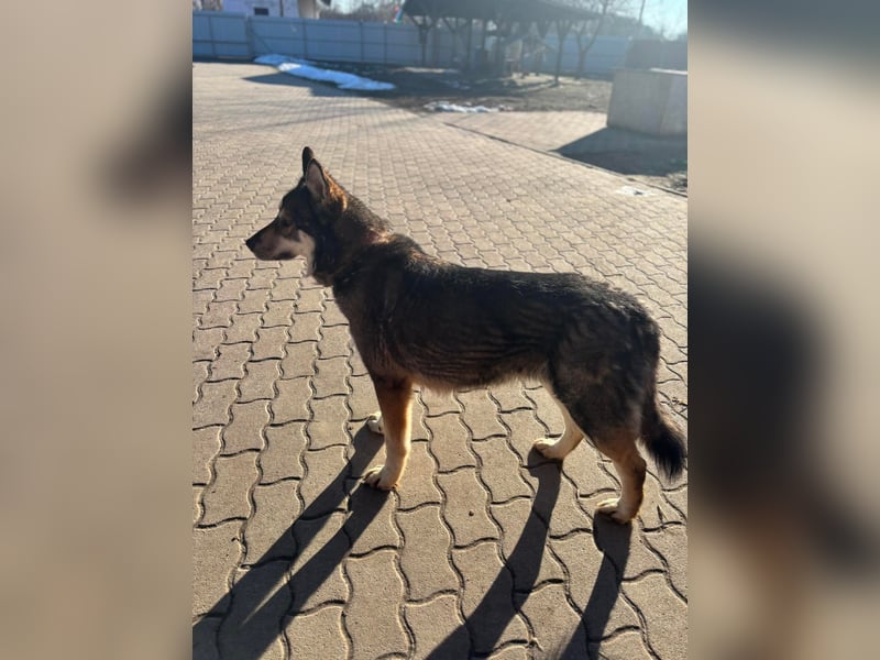 Catrina, geboren 06.01.2022, 60cm sucht neues Zuhause