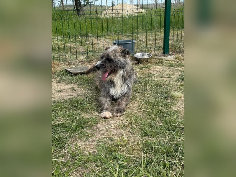 Freddy, geb. 09.2024, 54cm sucht sein seine Menschen