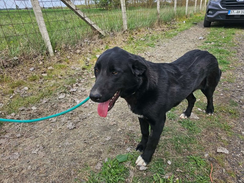 Raven, geb. 04.2025, 59cm sucht seine Menschen