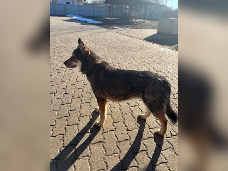 Catrina, geb. 01.2022, 60cm, sucht ihre Begleitung für lange Spaziergänge