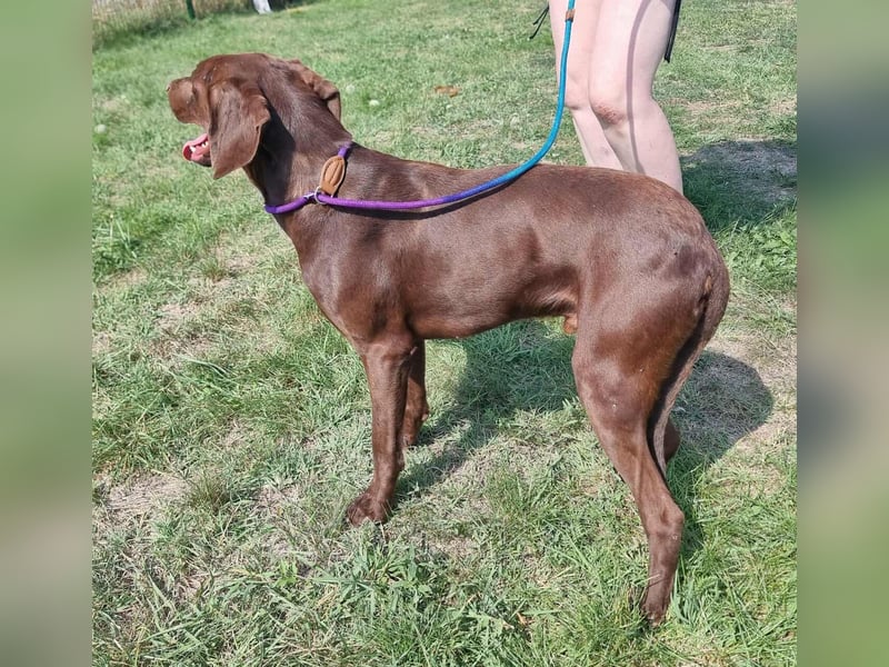 Csoki, geboren 01.08.2022, 61cm sucht Menschen mit Herz